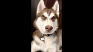 The CUTEST husky puppy trick EVER!! #puppy #husky #siberianhusky #puppies #huskypuppy #huskies