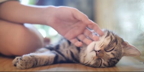 20 Common Mistakes Cat Owners Make