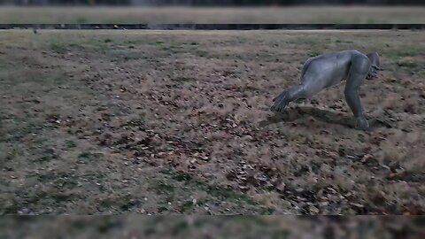 Random Gorilla just running around the pasture...