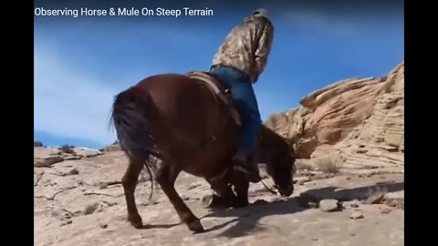 Is A Mule Better Than A Horse? It Depends - Observing Horse & Mule On Steep Terrain