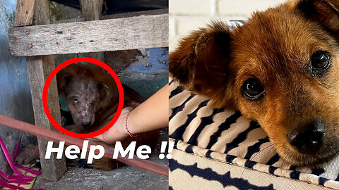 He desperately cried out for help after being abandoned on the streets and mistreated 😢