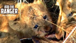 Lioness And Cubs With A Warthog Meal | Archive Wildlife Footage