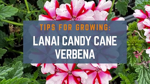 3 Quick Tips for Growing Lanai Candy Cane Verbena