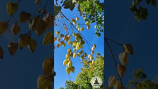 Tiny Japanese Lanterns 🏮 Golden Rain Tree Swaying in the Gentle Breeze 🍃