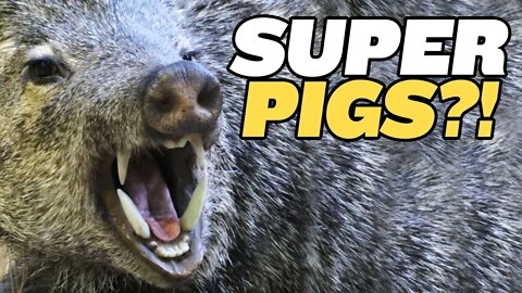 America’s “Super Pig” Outbreak Is Wreaking Havoc