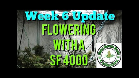 Week 6, Flowering With A Spider Farmer SF 4000 Update