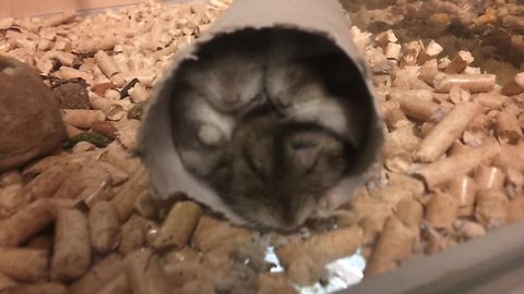 How many hamsters can you fit in a toilet paper roll?