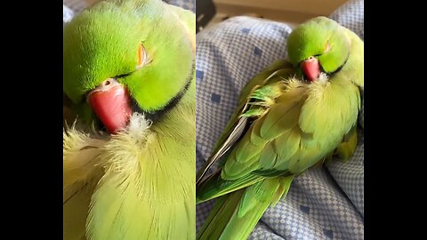 Cute video of Sleeping Parrot |