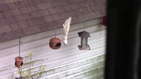 White Squirrel take a fall