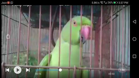 Emotional Goodbye, Capturing The heartfelt Final Moments of My pet Parrot Pinky #petlover #petloss