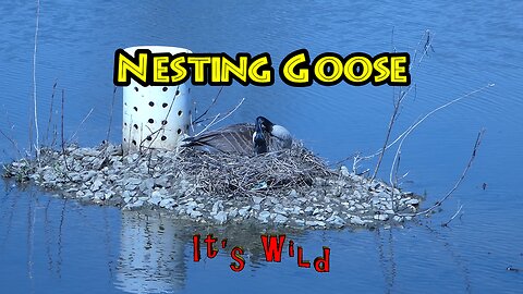 Nesting Goose In The Pond
