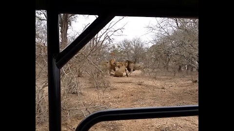 Male Lion Fight