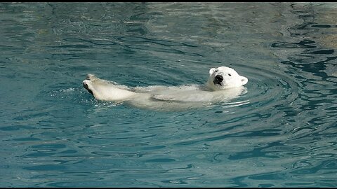 How does a polar bear swim underwater? See for yourself!
