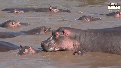 Mara River Hippo Pool | African Wildlife | Zebra Plains