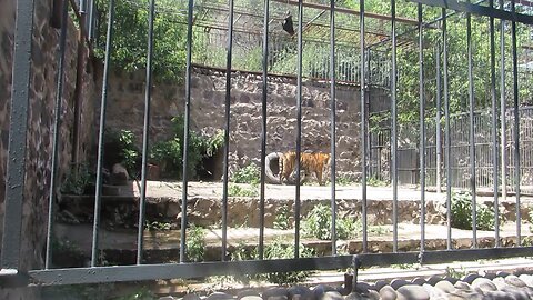 tiger jumping