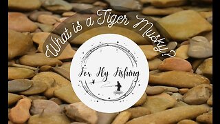 What is a Tiger Musky?