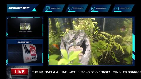 BIBLENKJV.COM™ #FISHCAM