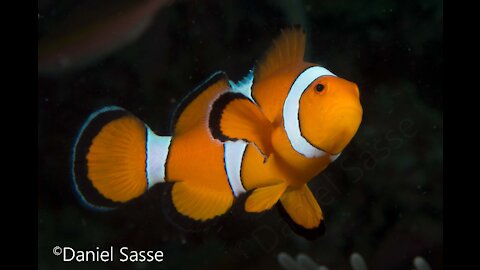 Nemo in real life (Amphiprion ocellaris)