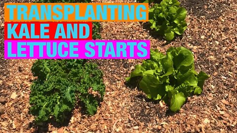 Transplanting kale and lettuce starts into a cinder block raised garden bed
