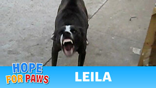 Leila - My FIRST rescue video EVER!! :-)