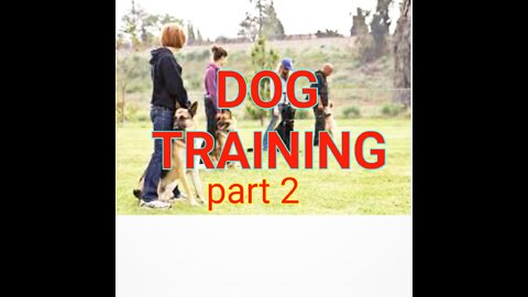 🐕 dog training top 10 trening dog Basic training top 10 Essential commads every dog training video