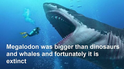 Megalodon was bigger than dinosaurs and whales and fortunately it is extinct