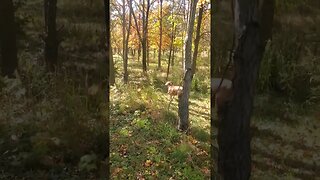 doggo and me looking for squirrels #doggo #outdoors #dog #nature #outdoordog