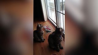These Cats Found A Way To Talk To Birds And It's Beyond Hilarious