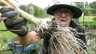 GARLIC (Harvest)