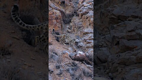 Snow Leopard returns to kill in Ladakh