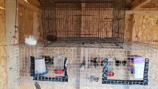 Moving quail out of the Brooder