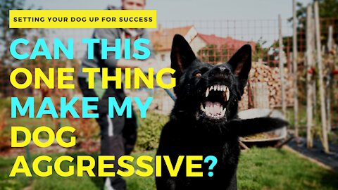 CAN THIS ONE THING MAKE MY DOG AGGRESSIVE?