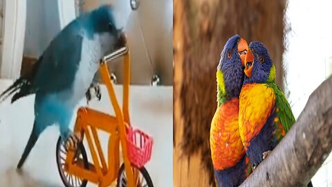 Funny birds parrot🦜 video # Entertainment.