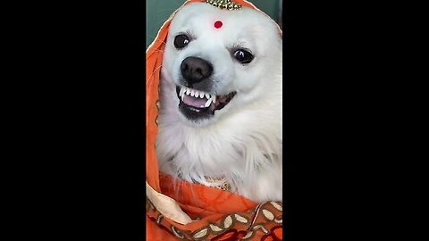 image 😂😂😂😂#funny #trending #viral #shortvideo #funnyvideo #comedy #viralshorts #ytshorts 15 sec