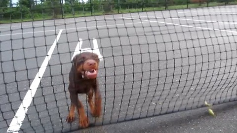 Adorable Puppy Attacks Tennis Net to get to mom