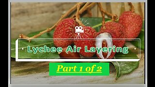 How to Air layer Lychee | Litchi | and other fruit trees - Clone | Propagate fruit trees easily