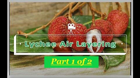 How to Air layer Lychee | Litchi | and other fruit trees - Clone | Propagate fruit trees easily