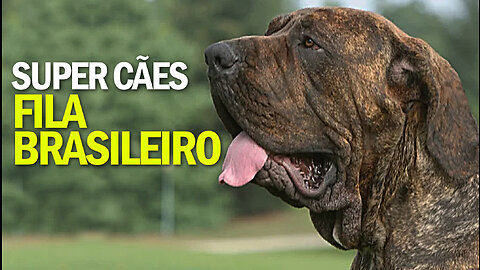Super Cães | Fila Brasileiro | Brazilian Fila | JV Jornalismo Verdade