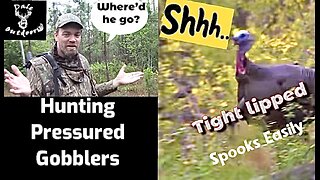 What Does Hunting Pressure Do To Gobblers?