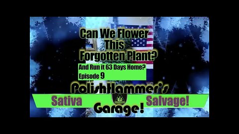 Sativa Salvage Ep 9 "Weird Science!" 🚽🦅🏁🐀🐍💉🤘🏻✌🏻🔥💨🔨 #MAC1 #WEBBGRO #GEEKLIGHT #VIVOSUN #FLORAFLEX