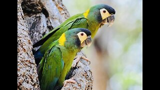 5 Fun Facts About The Golden Collared Macaw