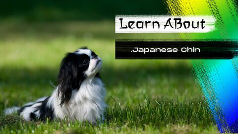 Japanese Chin! 🐶 One Of The Laziest Dog Breeds In The World