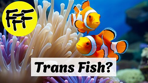 Are Clownfish Trans?