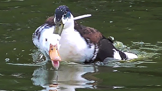 White duck gets 'attacked' by other ducks