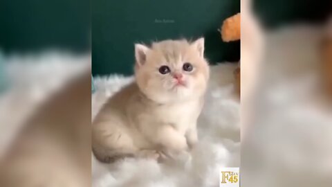 Super Cute and Cool Cats 5