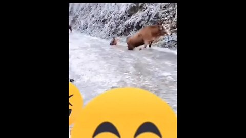 Cow skating 🤣🤣