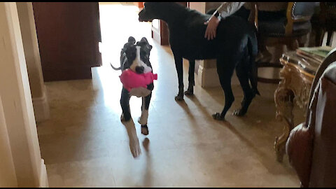 Funny Great Dane Puppy Runs Hallway Zoomies with Her Oinker Pig