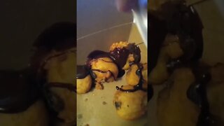 chocolate 🍫 fry oreos #food #foodblogger #foodie #foodlover #mukbang #funny #yummy #tasty #tastyfood