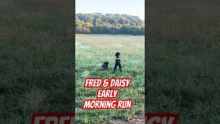 Fred & Daisy early morning dog walks