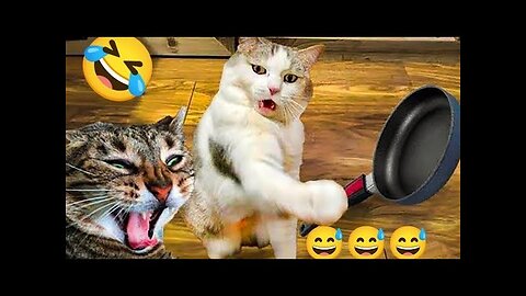 New Cats Funny Videos 20232024K ittens Funny Videos